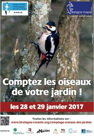 Comptage des oiseaux des jardins