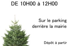 Broyage des sapins