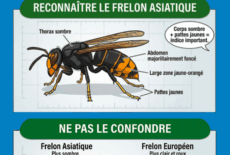 Vigilance sur les premiers nids de frelons asiatiques